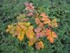 Yellow rosebush