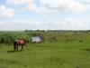 Horses at Schiermonnikoog