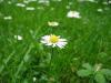 Blomster p gravplass