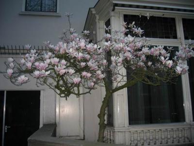Tre i Maliesingel